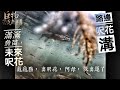 釣魚狂人4K 馬路邊，呎花溝Stream Fishing Taiwan