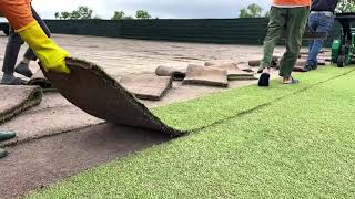 Zeon Zoysia Sod Harvesting