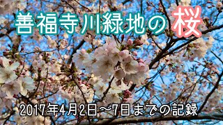 善福寺川緑地の桜 （2017年4月2日～7日 の記録）