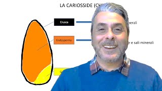 Farine, glutine, P/L e W in modo semplice ed illustrato - Pillole di panificazione pane e pizza n.2