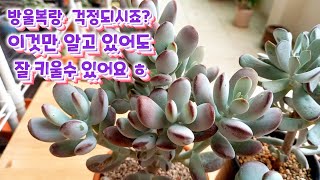 더워지는 날씨 방울복랑 관리 걱정되시죠? 잘 키우는 방법 이야기 해요