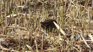 クイナ/Water Rail