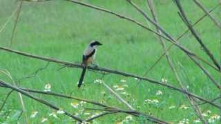 棕背伯勞 Long-tailed Shrike  - 忙覓巢材