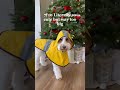 which outfit is your favorite dog doglover christmas