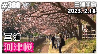 【三浦半島】《続々報》三浦海岸 小松ヶ池周辺の河津桜 開花状況　2023. 2.18 ―動画366