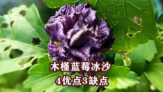 Blue-flowered hibiscus, toothpick seedlings for 8 months, care summary