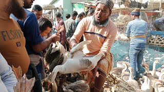 টঙ্গী সাপ্তাহিক হাট। হাঁসের বাজার খুব গরম কারণ শীতের মৌসুম চলতেছে জেনে নিন আজকের সার্বিক বাজার চিত্র