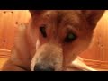 柴犬ぎんじ ginji ♪ 骨ガムをむさぼる〜！ワイルドだゼェ！shiba inu devours the bone gum