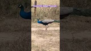 Beautiful Indian Peacock#nationalbird #naturebeauty #nature#tourism #shorts