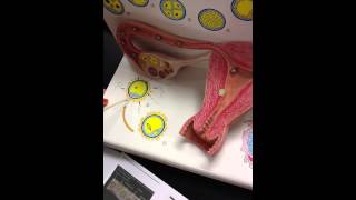 BIO142 Embryo \u0026 Uterus | Fetal Development