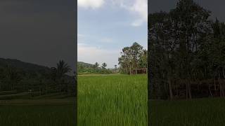 Petani Padi Mulai Bisa Tersenyum Di Fase Ini #pbp #sahabatalam23 #alampedesaan #desakuindah #sawah