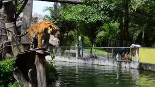 โชว์ให้อาหารเสือ ณ สวนสัตว์สงขลา