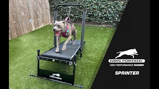 Dawg Powered!™ Dog Treadmill High-Performance Runner