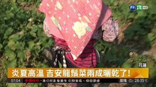 花蓮飆高溫 龍鬚菜曝曬乾枯害生長| 華視新聞 20180731