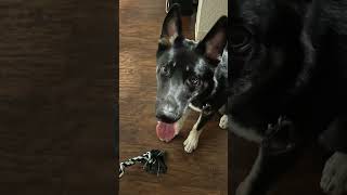 Play With New Rope? Nope, I’d Rather Sleep. #dog #shepsky #germanshepherd #husky #shorts #fyp