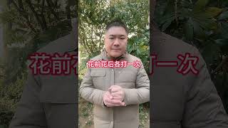 果树常见病虫害，高效防治配方果树种植 果树管理 果树管理技术 柑橘种植 病虫害防治