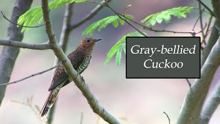 Gray-bellied Cuckoo | Courtship Feeding | 🇮🇳