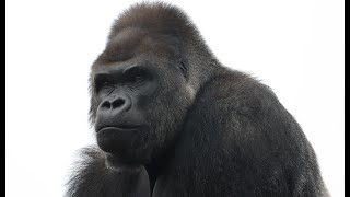 とても珍しい　シャバーニが遊具の頂上まで登った日🦍イケメンゴリラ・gorilla A very rare day Shabani climbed to the top of the playset