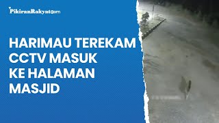 Harimau Terekam CCTV Masuk ke Halaman Masjid di Solok