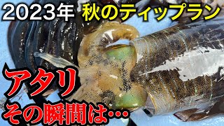 【相模湾ティップラン】秋イカシーズン到来！アタリの瞬間