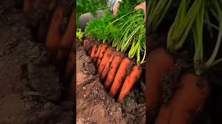 Carrot cultivation. red carrot ll #carrot #cultivation #shortvideo #viralvideo #agriculture