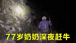 77岁奶奶独居深山里，夜深了还在山里赶牛羊，这段时间又死了3头牛！【山农乐哥】