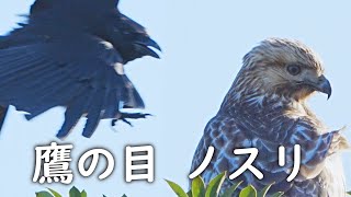 カラスと猛禽ノスリ🦅ノスリの目を見ると(前編)