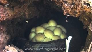 Python eggs hatch at Manas National Park, Assam