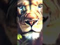 decoding your dream what does seeing a lion in your dream mean