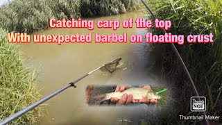 Catching carp of the top and unexpected barbel on floating crust