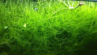 Java Moss Madness: 12 Fish Tanks Filled With Fast Growing Easy Beginner Aquatic Plant