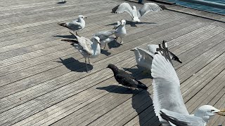 Sea Birds Fighting For Food || Seagulls || Birds Lovers || Nature Lovers || ​⁠@NatureLovingWoman