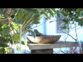 306 ジョウビタキ 水浴び daurian redstart bathing