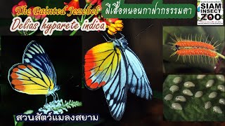 Ep.32 ผีเสื้อหนอนกาฝากธรรมดา The Painted Jezebel, Delias hyparete indica (Wallace, 1867)