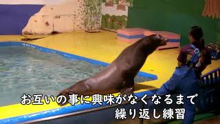 【アシカ】こっちの親子も挑戦中！（伊勢シーパラダイス／水族館）