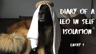 Diary of a Leonberger in Self Isolation; Entry 1