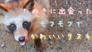 たぬきに出会った。モフモフでかわいいタヌキ tanuki raccoon dog