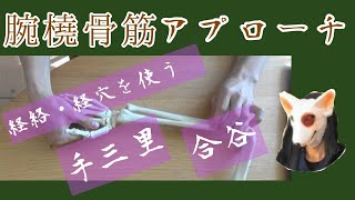 【腕橈骨筋】リリース　マッサージ　経絡経穴を使ったアプローチ　手三里　合谷