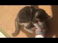 歯が痒くて噛み癖が治らないサバシロ子猫