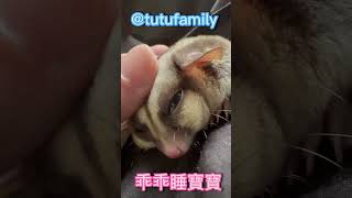 乖乖睡寶寶【蜜袋鼯的生活日常】【 Sugar Glider 】【フクロモモンガ】【ชูการ์ไกลเดอร์ครับ】【 슈가글라이더 】   @tutufamily