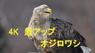 4K　超アップ　魚を食べるオジロワシ　White-tailed Eagle Haliaeetus albicilla