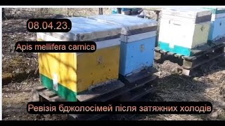 Ревізія пасіки в ,,зимовому,, квітні,або огляд бджолородин після весняного холоду