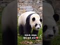 fubao ruibao huibao everland 福宝 辉宝 睿宝 姜爷爷 panda 에버랜드 푸바오 후이바오 루이바오 강철원사육사 오늘도 사랑해  ❤️