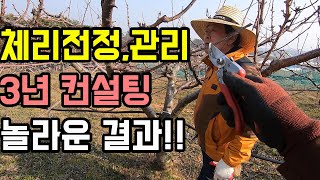 고창 체리농가 방문 개심형 7년차. [7년 재배기간중 4년차부터 전정 관리 후 달라진 모습]