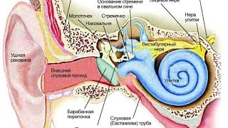Строение уха человека - Анатомия просто!