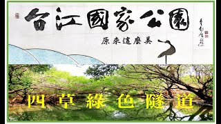 最美的台江國家公園和四草綠色隧道攝影