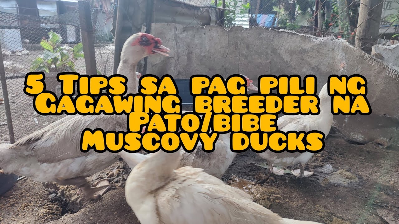 EP #14 5 TIPS SA PAG PILI NG GAGAWING BREEDER NA BIBE PATO ITIK OR ...