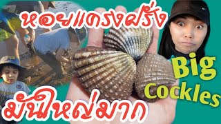 เก็บหอยแครงเมืองนอกตัวใหญ่มากกก!ออสเตรเลีย Finding Cockles in Karratha(WA.)