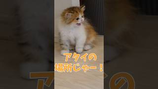 小さな咆哮、大きな存在感🐱先住猫の可愛い威嚇