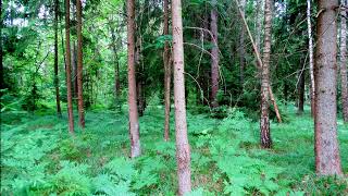 Relax with Forest Birdsong Nature Sounds for a Peaceful Night's Sleep